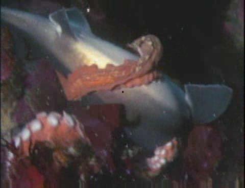 吃八爪鱼视频爆头,惊险刺激的美食体验