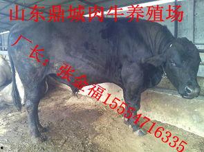 肉牛交易视频,品种、价格与交易细节全解析