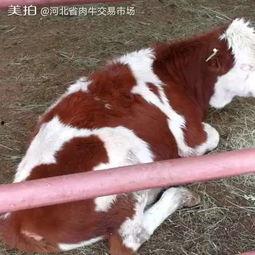 肉牛交易视频,品种、价格与交易细节全解析