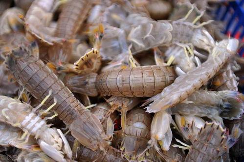 活皮皮虾取肉视频,视频教学让你轻松上手