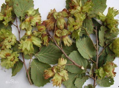 4年榛子树剪枝法视频,高效修剪,助力果实丰收