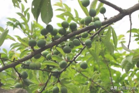 4年榛子树剪枝法视频,高效修剪,助力果实丰收