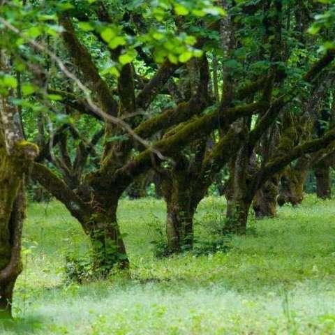 4年榛子树剪枝法视频,高效修剪,助力果实丰收