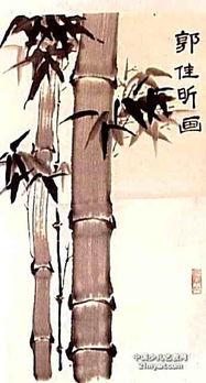 毛竹画视频,跟随视频探索竹子的生命奇迹