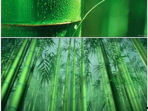 毛竹画视频,跟随视频探索竹子的生命奇迹