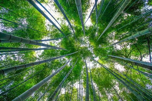 毛竹画视频,跟随视频探索竹子的生命奇迹