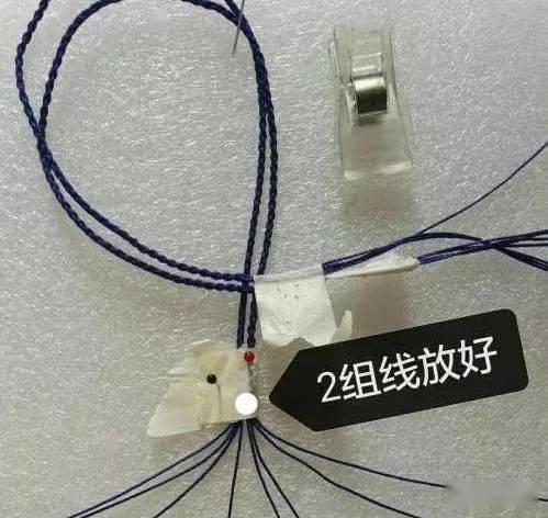 鱼尾编视频,探寻海洋生物的奇妙世界