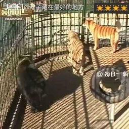 训狮子视频,揭秘驯狮师的智慧与勇气