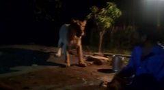 训狮子视频,揭秘驯狮师的智慧与勇气